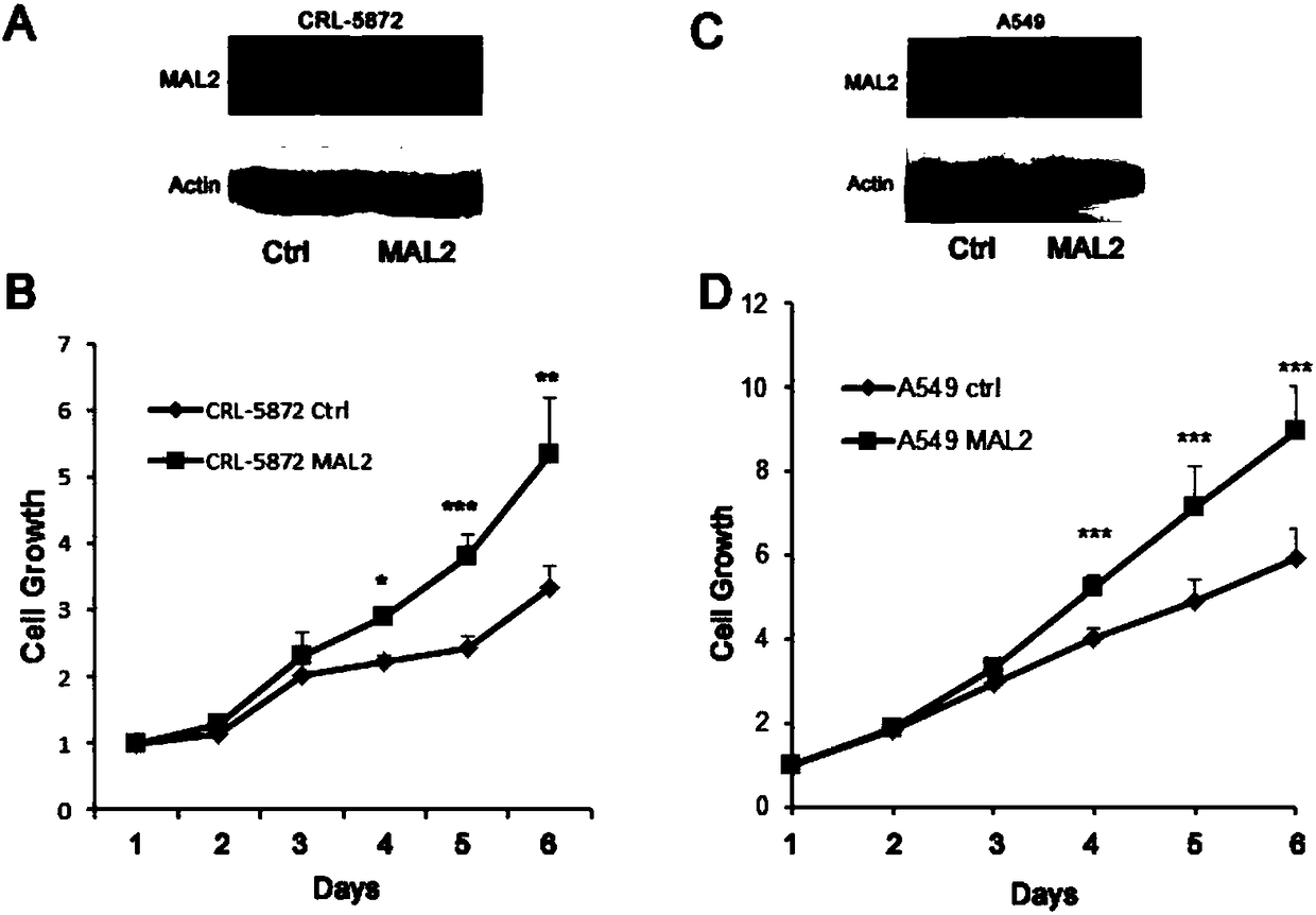 Non-small-cell lung carcinoma molecular marker and applications thereof