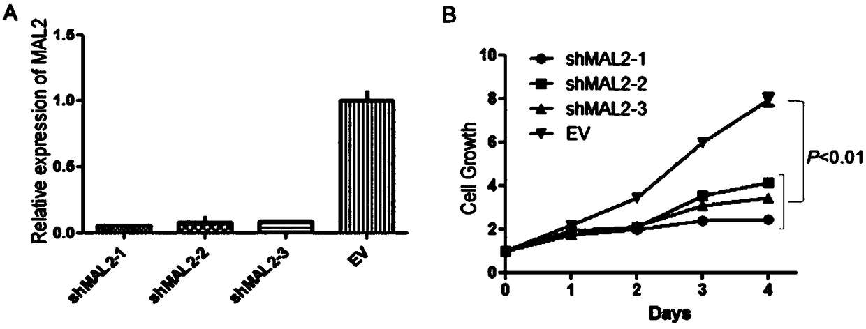 Non-small-cell lung carcinoma molecular marker and applications thereof