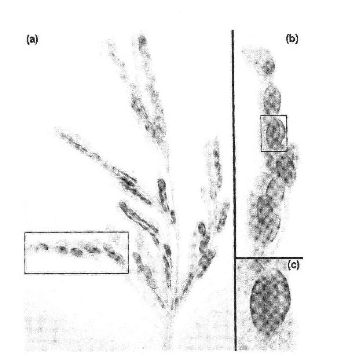 Rice glume development gene promoter p-TRI1 and application thereof