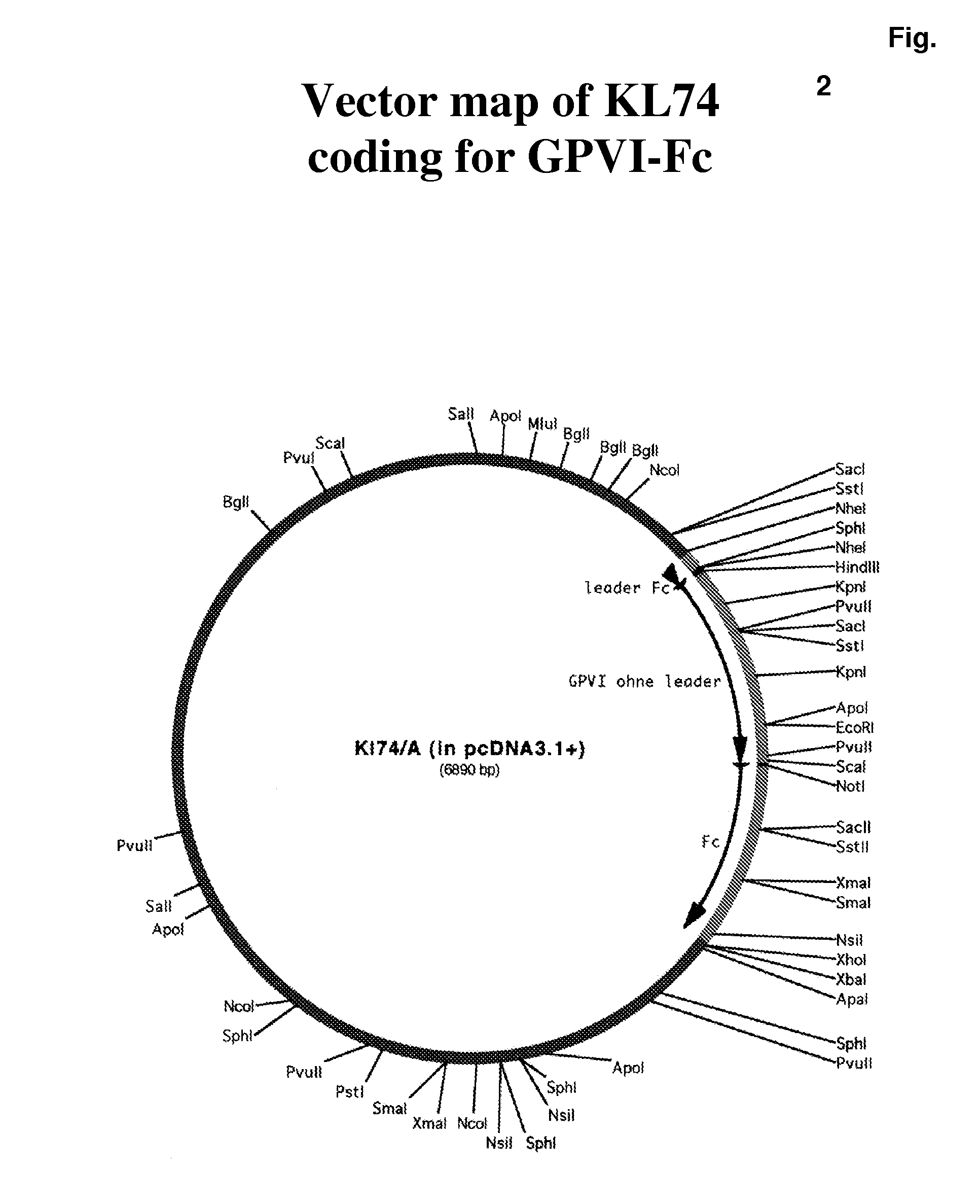 Glycoprotein VI fusion proteins