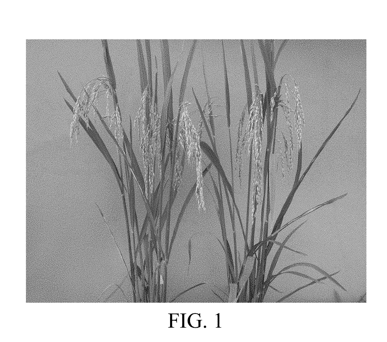 Polyploid rice two-line restorer line and breeding method thereof