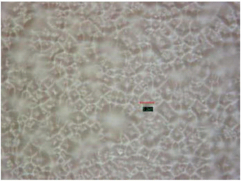 A kind of wet etching method of silicon solar cell and the water film solution used therefor