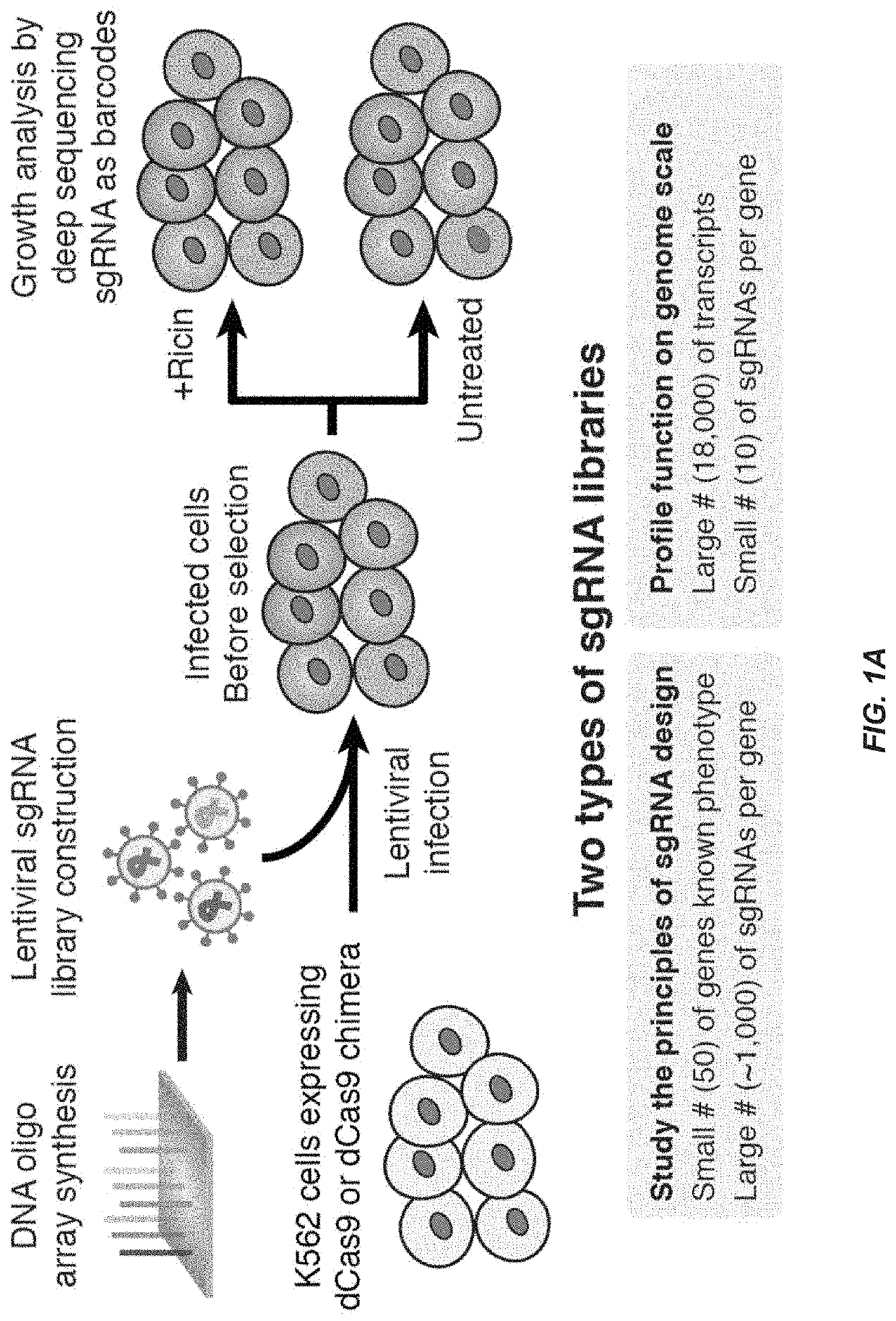 CRISPR/Cas transcriptional modulation