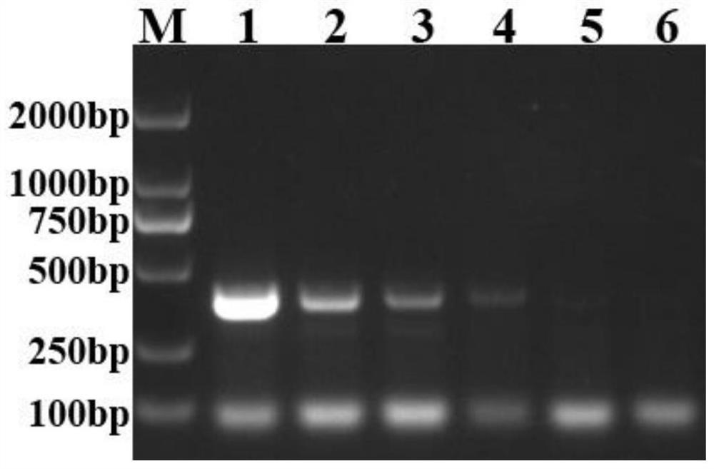 Avian paramyxovirus PCR universal detection primer, diagnostic reagent and kit