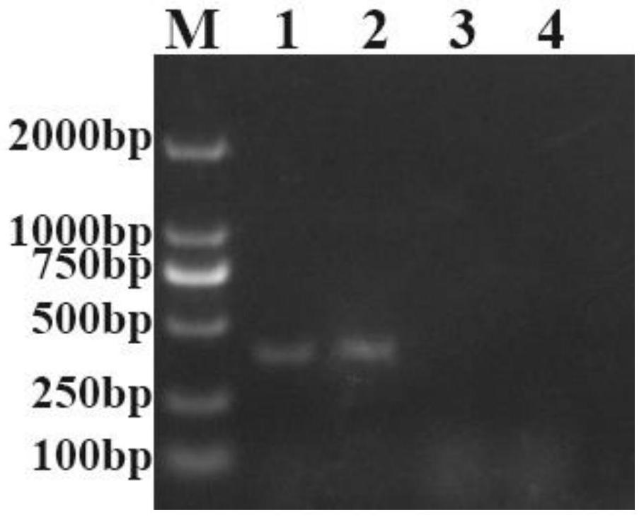 Avian paramyxovirus PCR universal detection primer, diagnostic reagent and kit