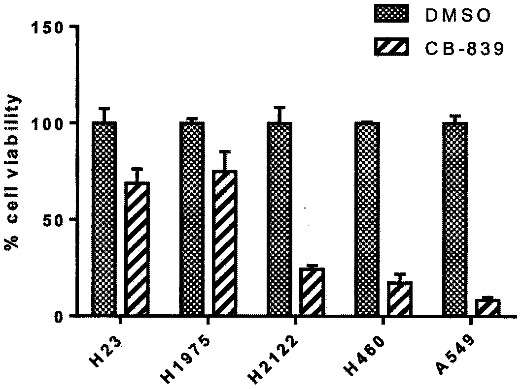 Uses of glutaminase inhibitor and Dyrk1B inhibitor for treatments of solid tumors