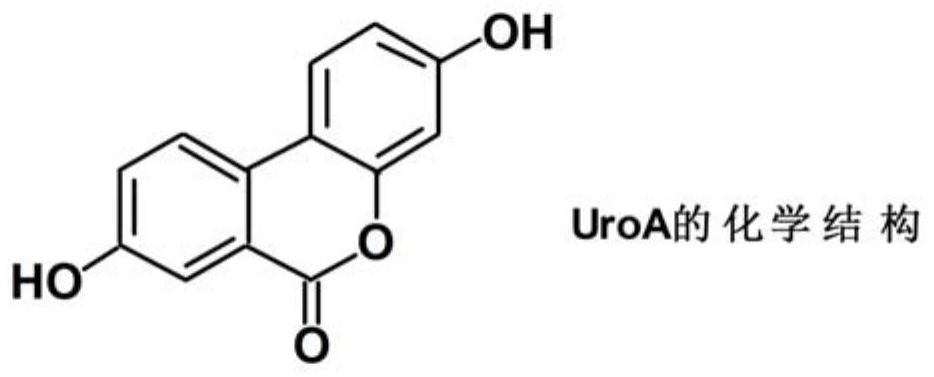 Application of metabolite Urolithin A of ellagic acid in preparation of anti-enterovirus drugs