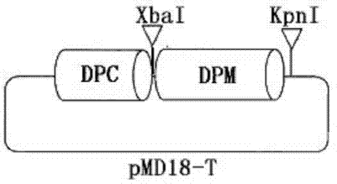 Positive standard molecule for detecting diaporthe phaseolorum (Cooke etEll) Sacc. var. caulivora Athow et Caldwell (DPC) and diaporthe phaseolorum (Cooke etEll) Sacc. var. meridionalis F.A.Fernandex (DPM) as well as preparation method and detection method thereof