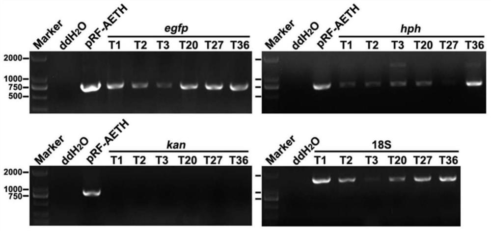 A Chinese Mortierella hirsutella sinensis transformed bacterial strain expressing green fluorescent protein and its preparation method