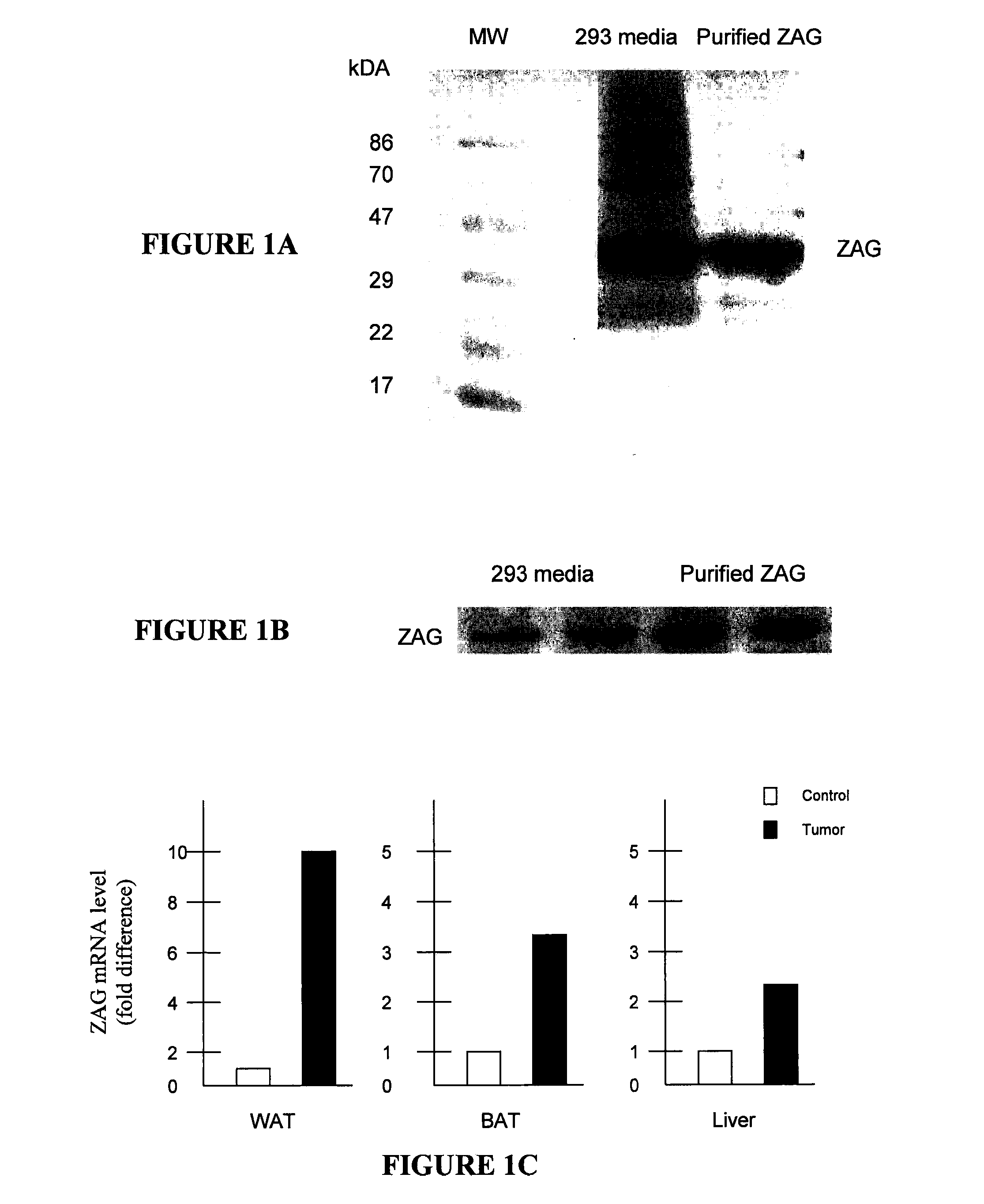 Glycoproteins Having Lipid Mobilizing Properties and Therapeutic Uses Thereof