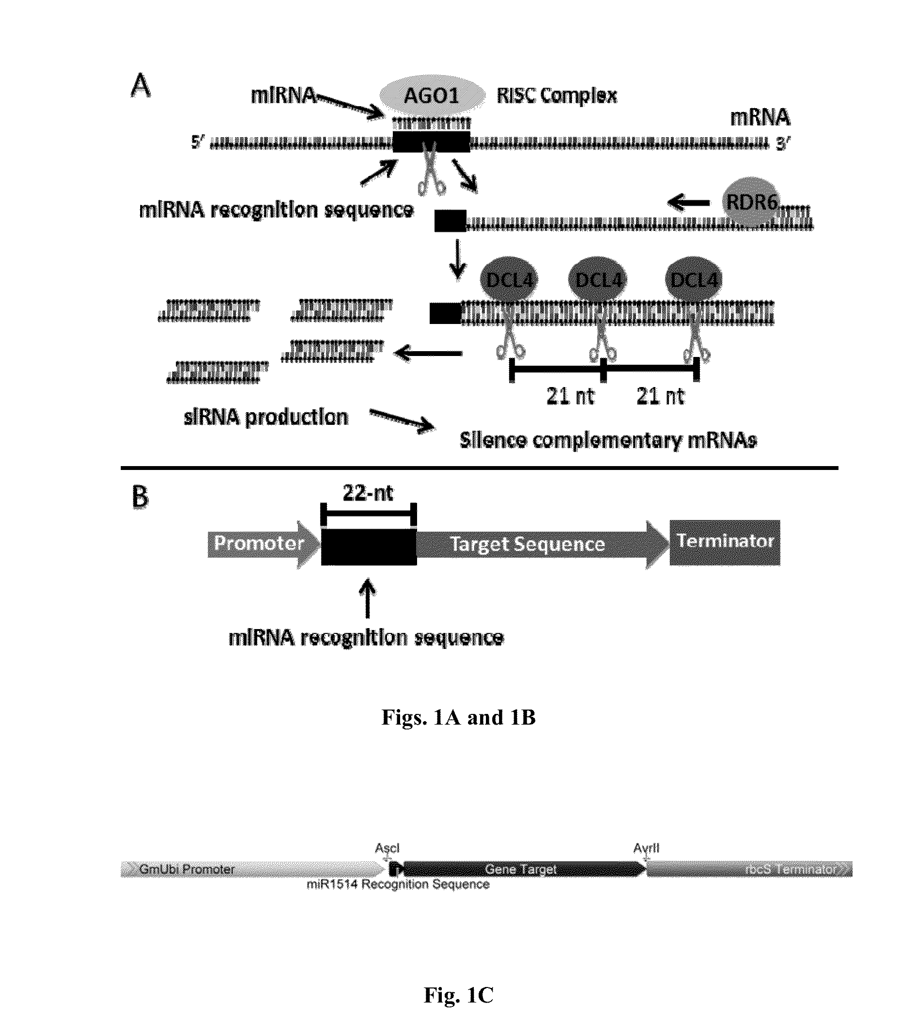 Compositions and methods of gene silencing in plants