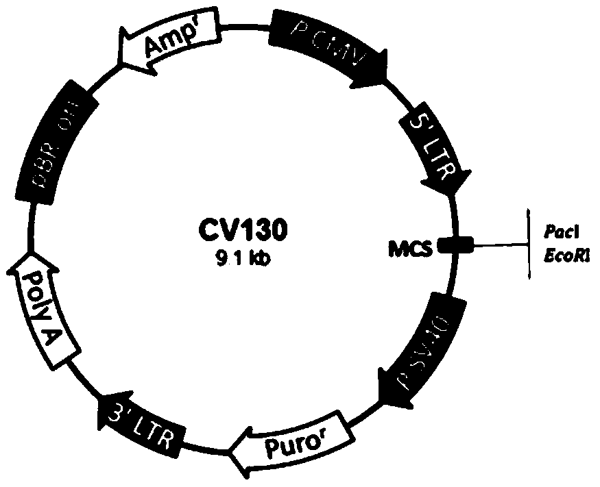 Method for promoting human iPS to be directionally differentiated into pancreatic Beta cells through microRNA-181c-5p