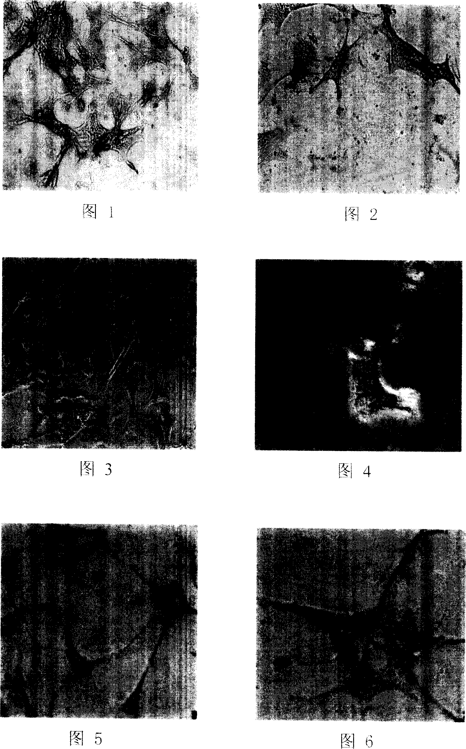 Method for differentiating bone cells by oriented inducing chick embryo stem spermatogonium