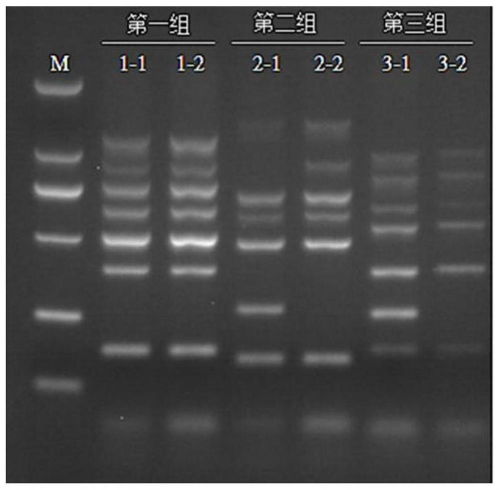 Three-in-one seven-fold PCR detection primer set, kit and detection method for virulence genes of Streptococcus agalactiae