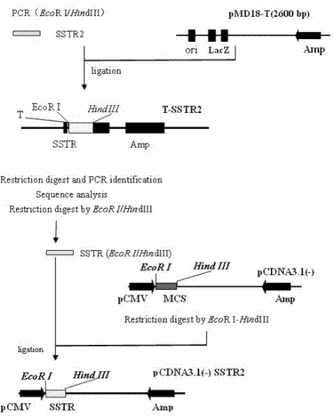 siRNA (small interfering RNA) for inhibiting expression of porcine Somatostatin receptor 2