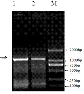 siRNA (small interfering RNA) for inhibiting expression of porcine Somatostatin receptor 2