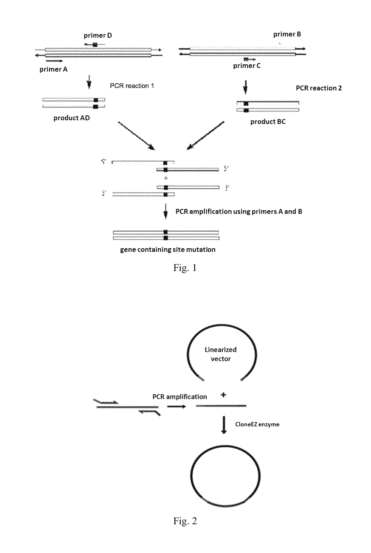 Light-switchable gene expression system and the methods for controlling gene expression in prokaryotic bacterium
