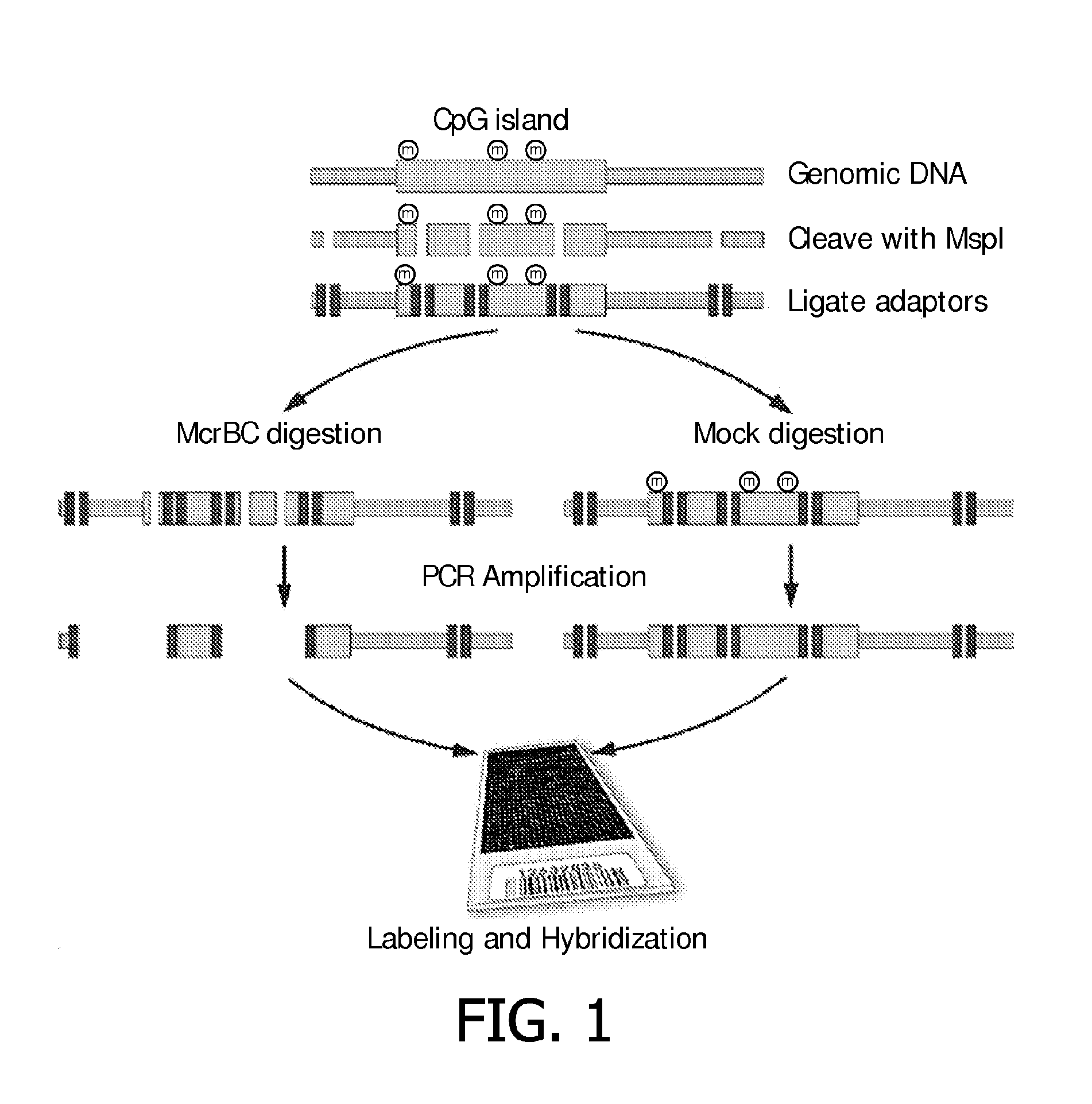 Method and compositions for assisting in diagnosing and/or monitoring breast cancer progression