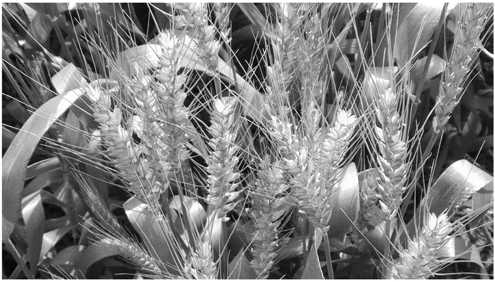 Wheat temperature-light-sensitive sterile line trans-breeding method