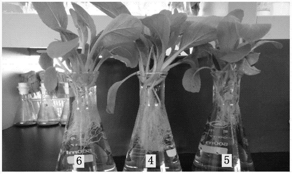 A kind of biological compound fertilizer that promotes crop root growth and preparation method thereof