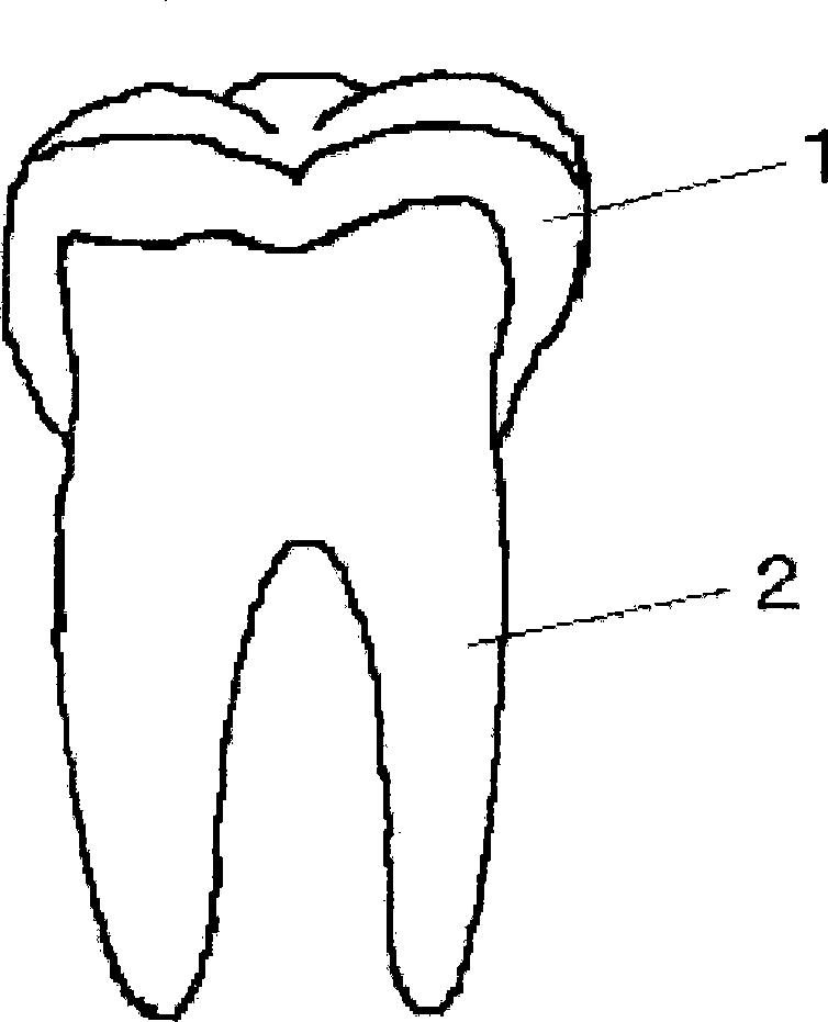 Tooth for dental arch model and method of producing the same