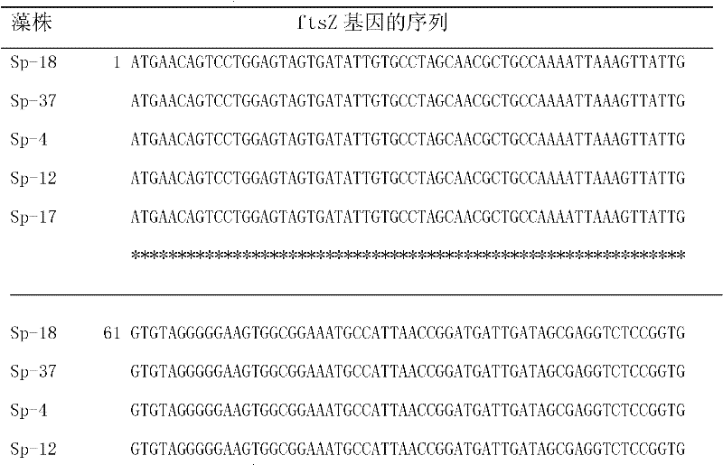 Method for judging whether spirulina strains can be applied in large-scale aquaculture production