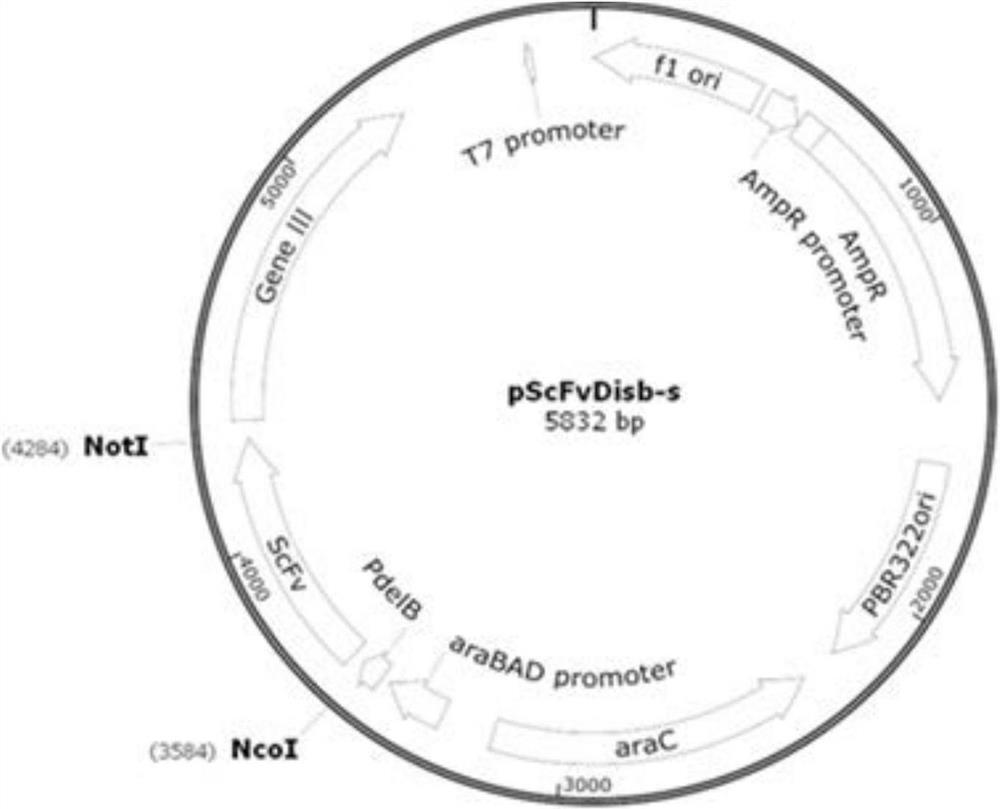 A kind of anti-il-17ra monoclonal antibody and its application