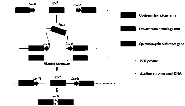 Construction method of recombinant Bacillus subtilis expressing d-psicose 3-epimerase based on d-alanine-deficient selection marker