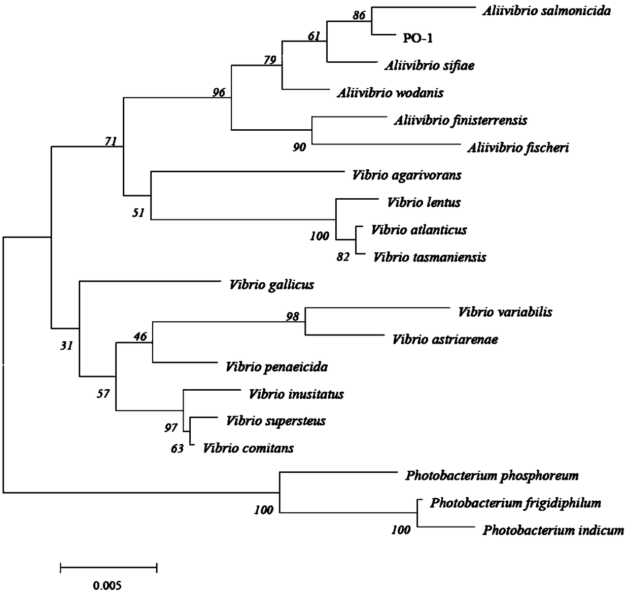 Alivibrio salmonicida vaccine and application thereof