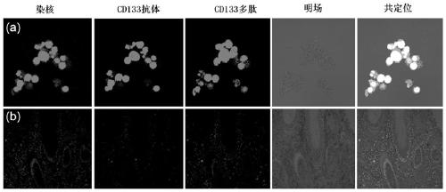 A polypeptide targeting tumor stem cell marker cd133 and its application
