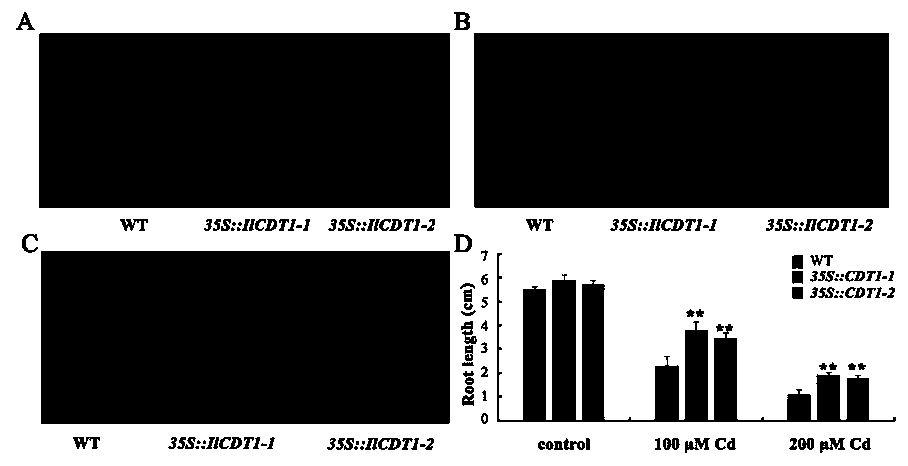 Iris ensata thumb cysteine-rich protein gene IlCDT1 as well as plant expression vector and construction method thereof