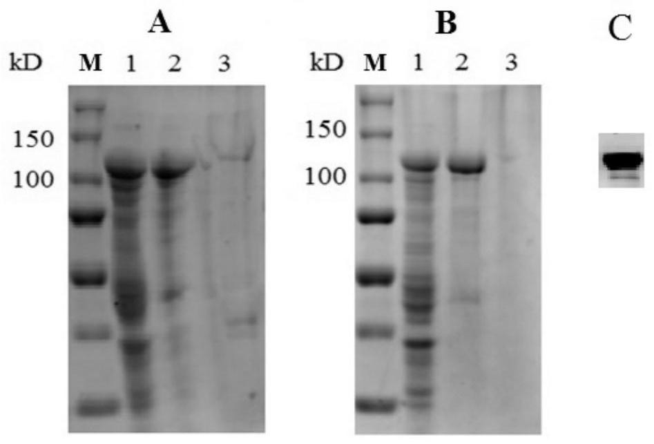 Actinobacillus pleuropneumoniae gene, and prokaryotic expression and application of protein