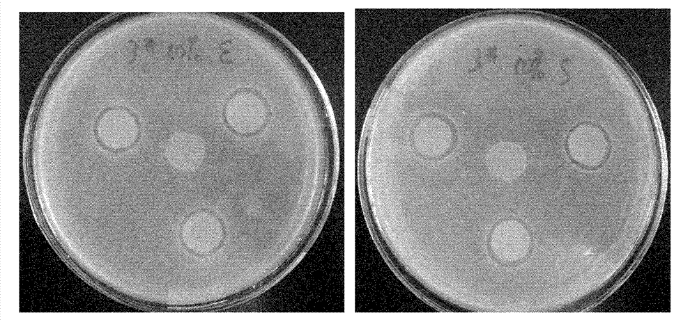 Starch/polylactic acid antibacterial activity packaging material as well as preparation method and application thereof