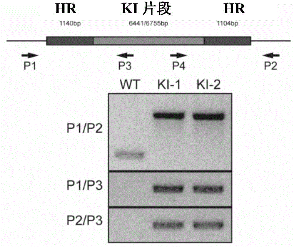 Gene modifying method for reserved locus of cell genome