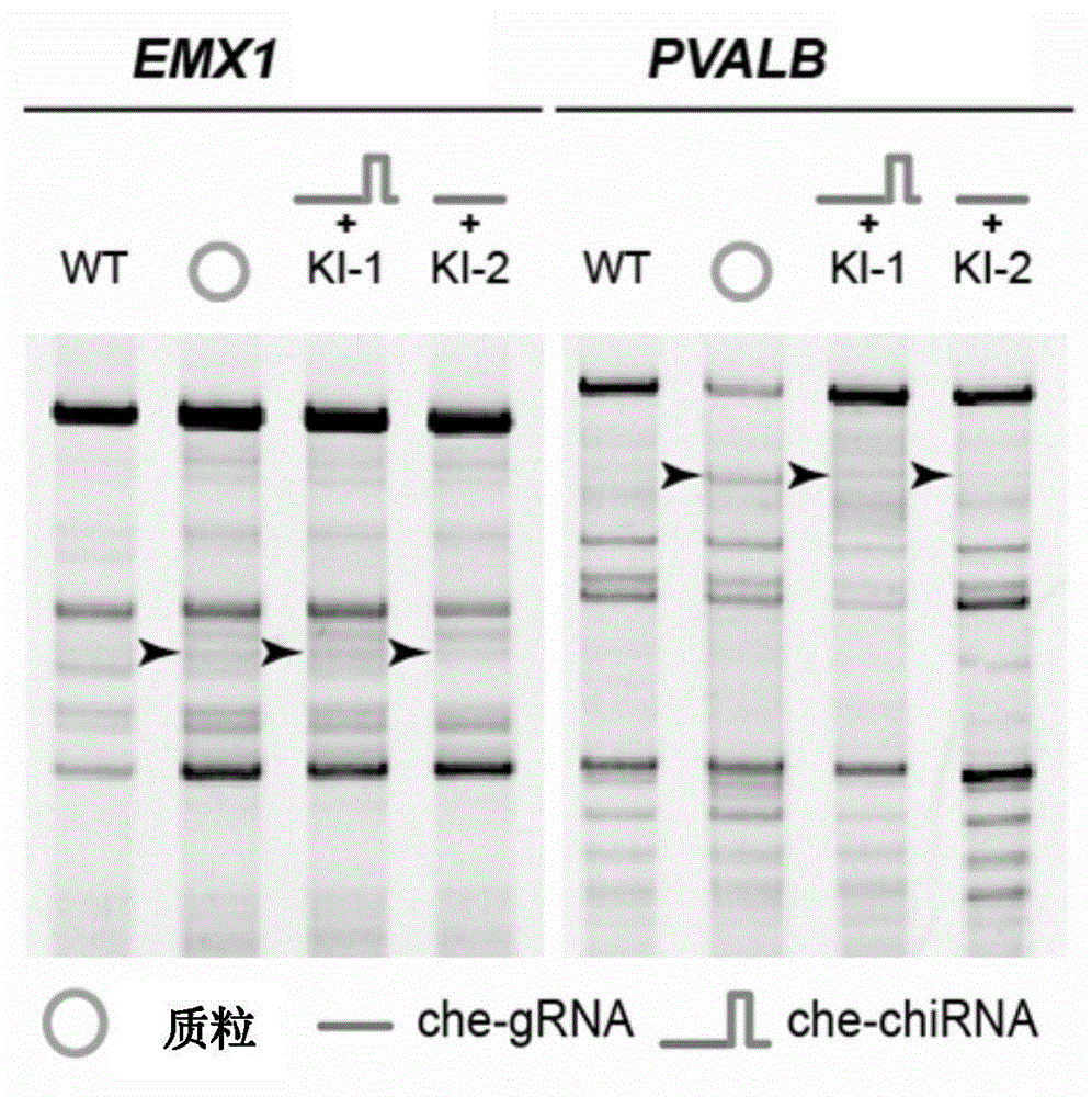 Gene modifying method for reserved locus of cell genome