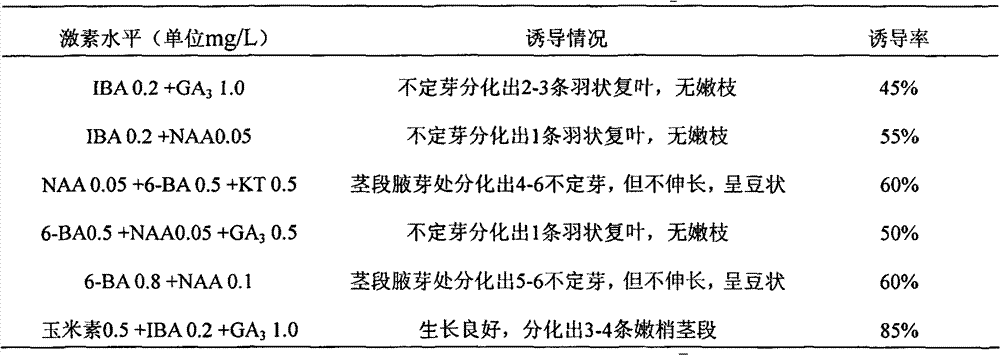 Method for culturing and propagating tissues of Taxodium Zhongshanha 302