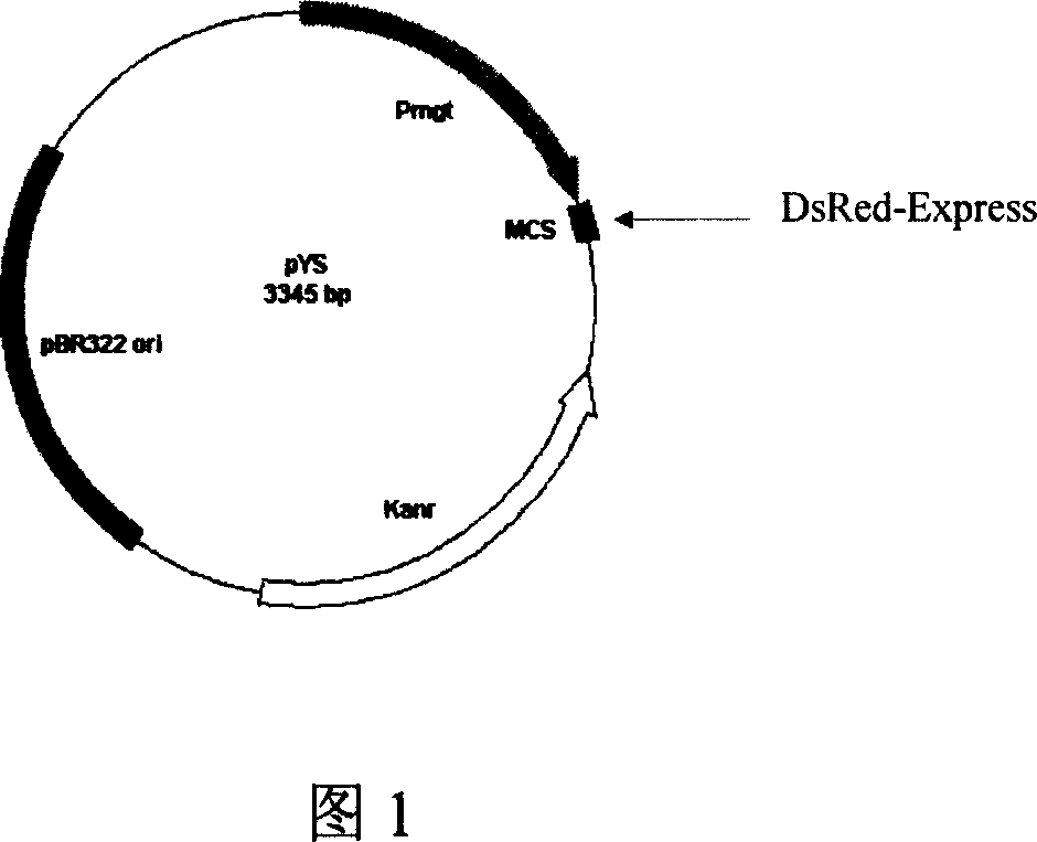 Magnesium ion-regulating new expression vector