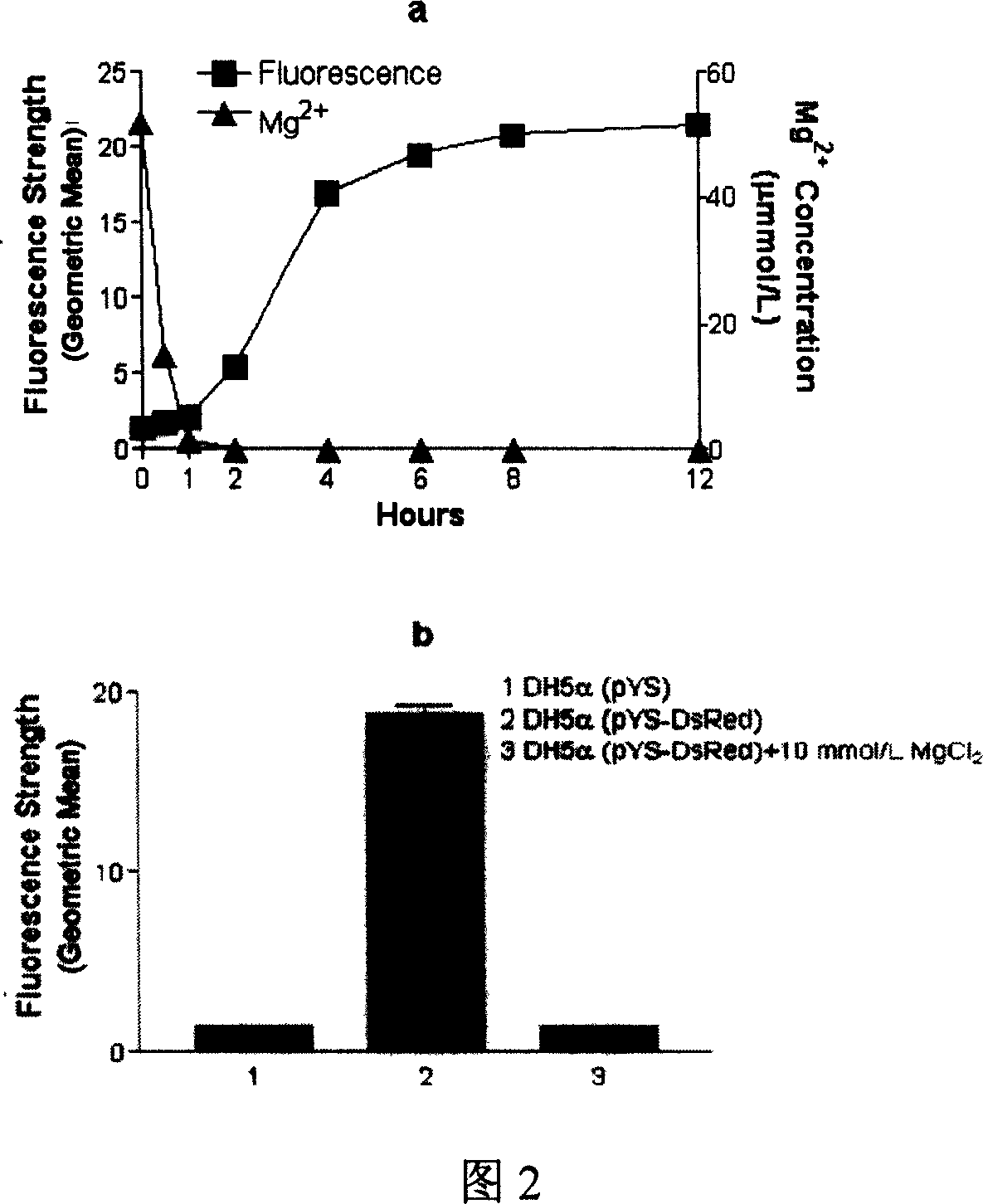 Magnesium ion-regulating new expression vector