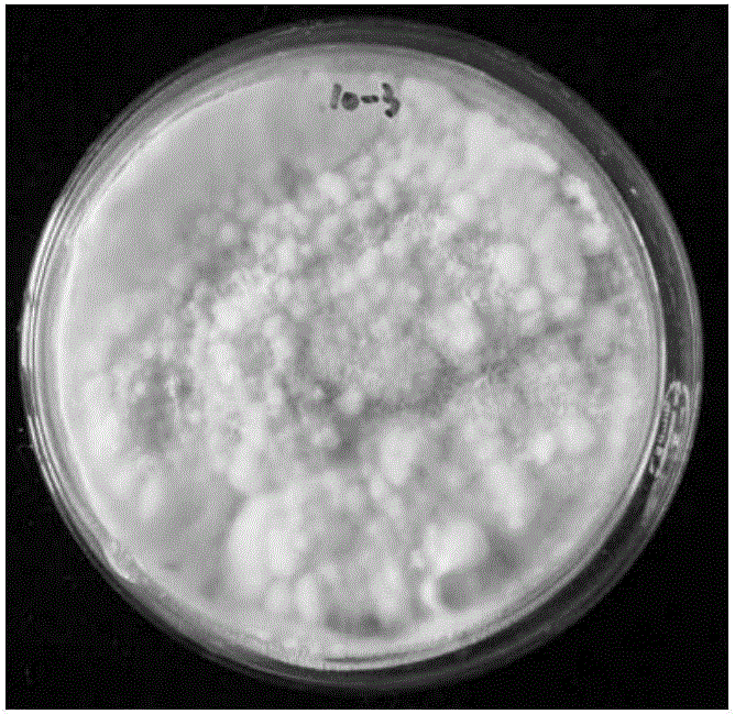 Plectosphaerella sp. EF01 separated from root tuber of radix tetrastigme and application of Plectosphaerella sp. EF01