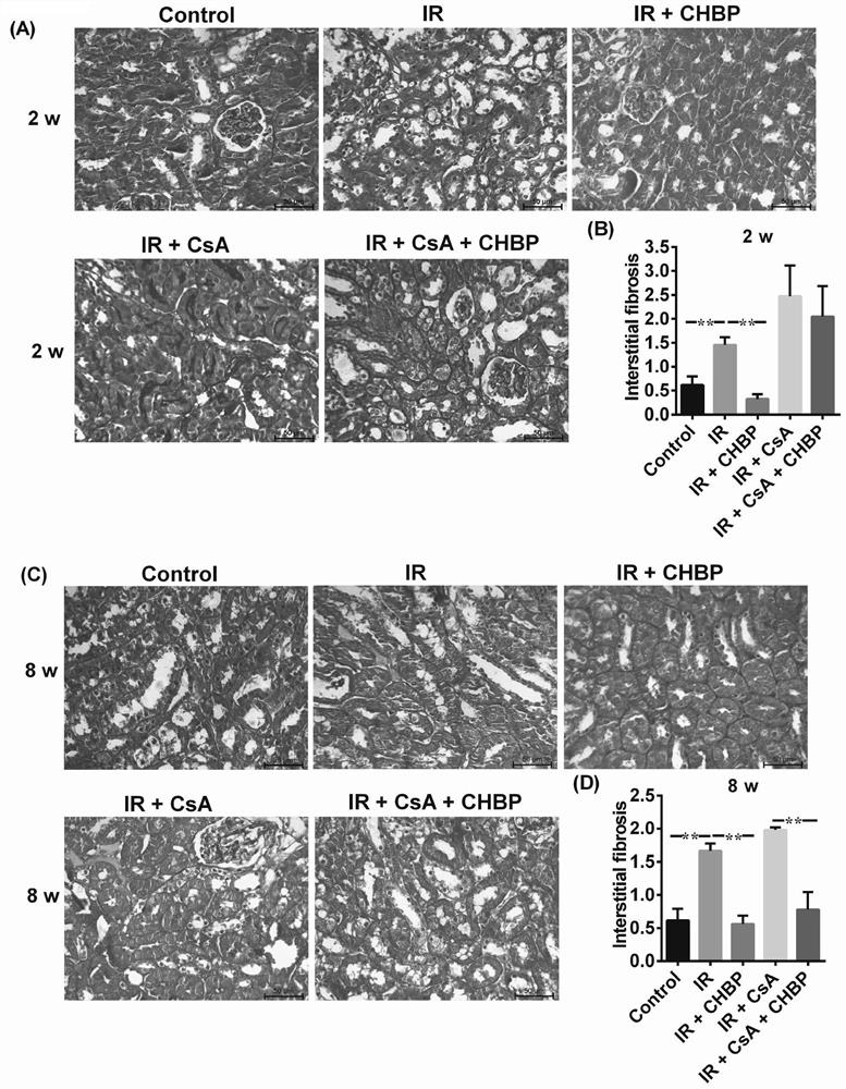 Application of cyclic erythropoietin-derived peptide in protection of renal injury and cyclosporine A injury