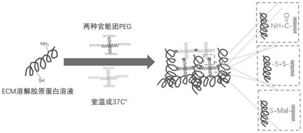 A kind of injectable hydrogel and preparation method thereof