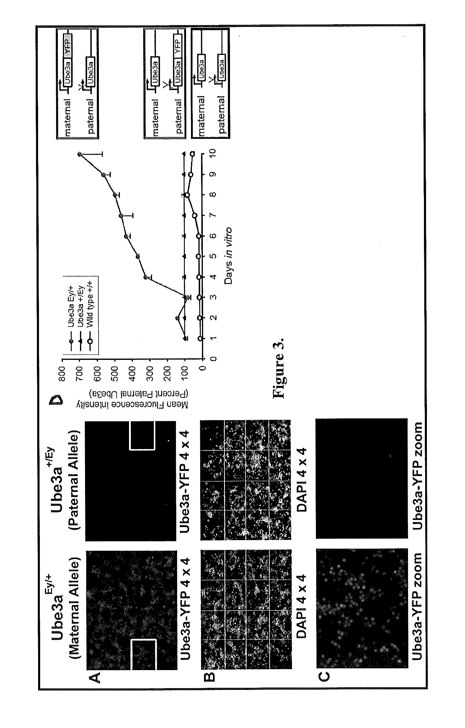 Methods and Compositions for Unsilencing Imprinted Genes