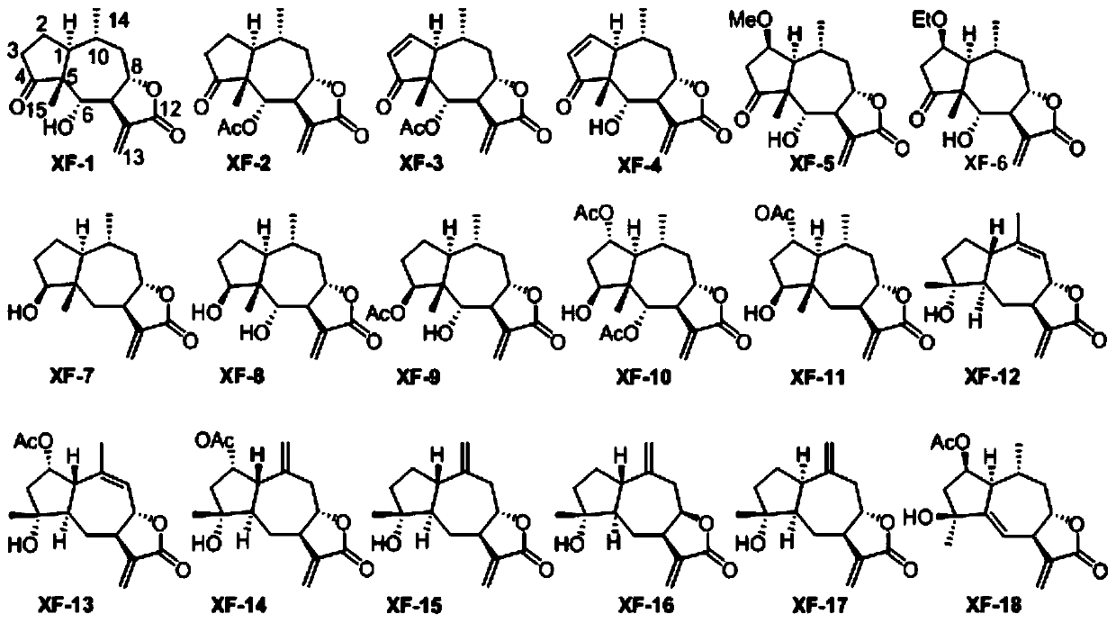 Sesquiterpene lactone compounds, preparation method thereof and application to preparation of NPC (nasopharyngeal carcinoma) preventing and treating drugs