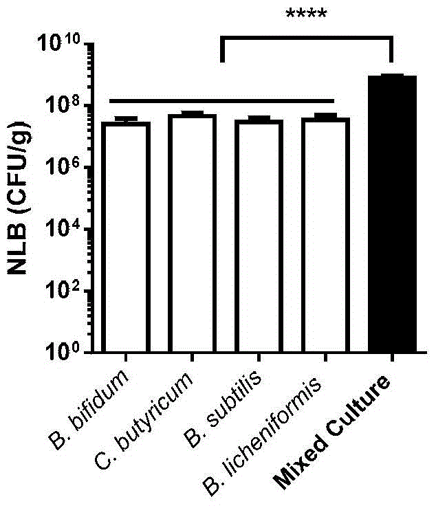 Probiotic solid-state starter for feeding Tenebrio molitor and preparation method thereof