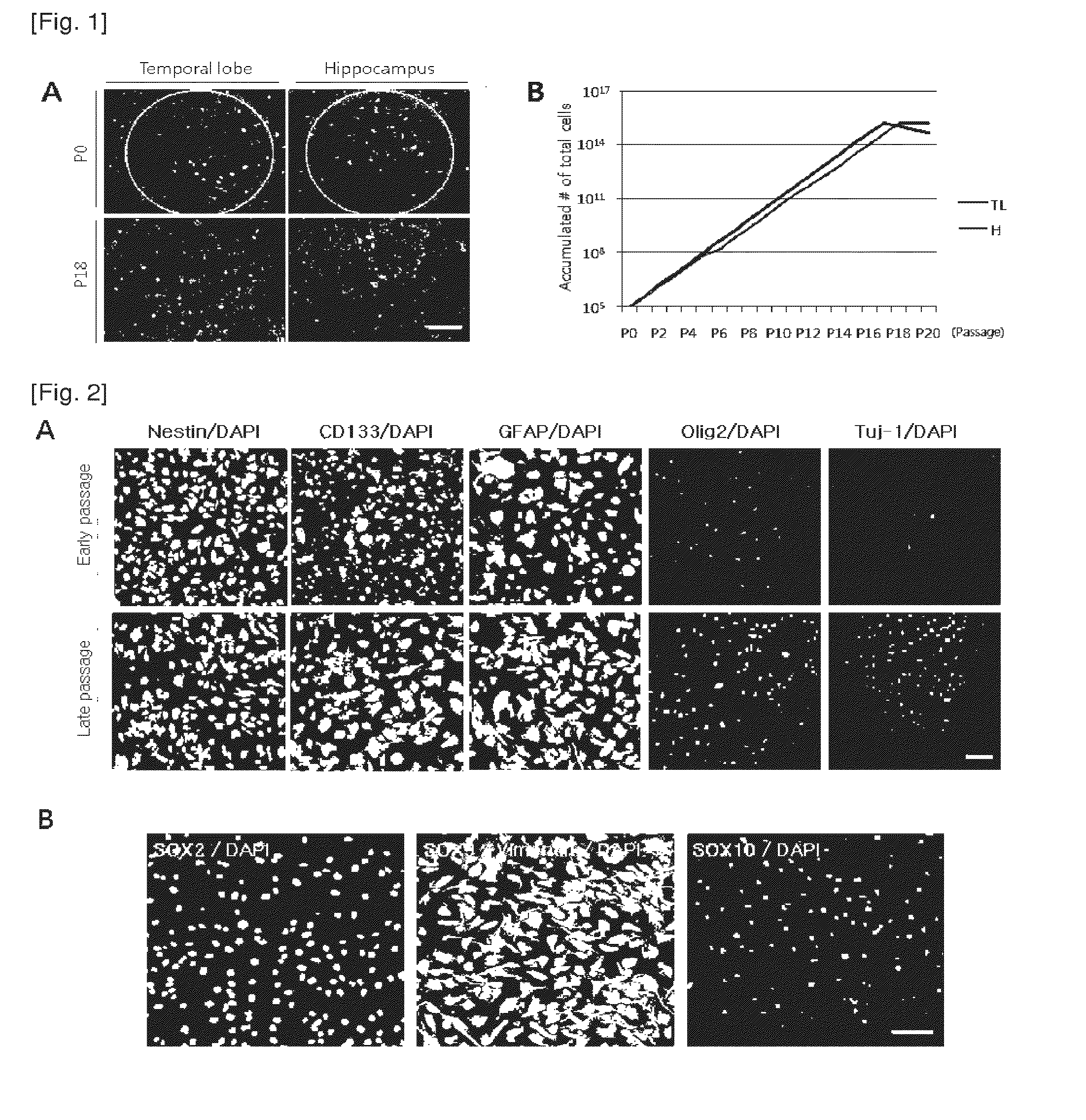 Method for proliferating stem cells by activating c-met/hgf signaling and notch signaling