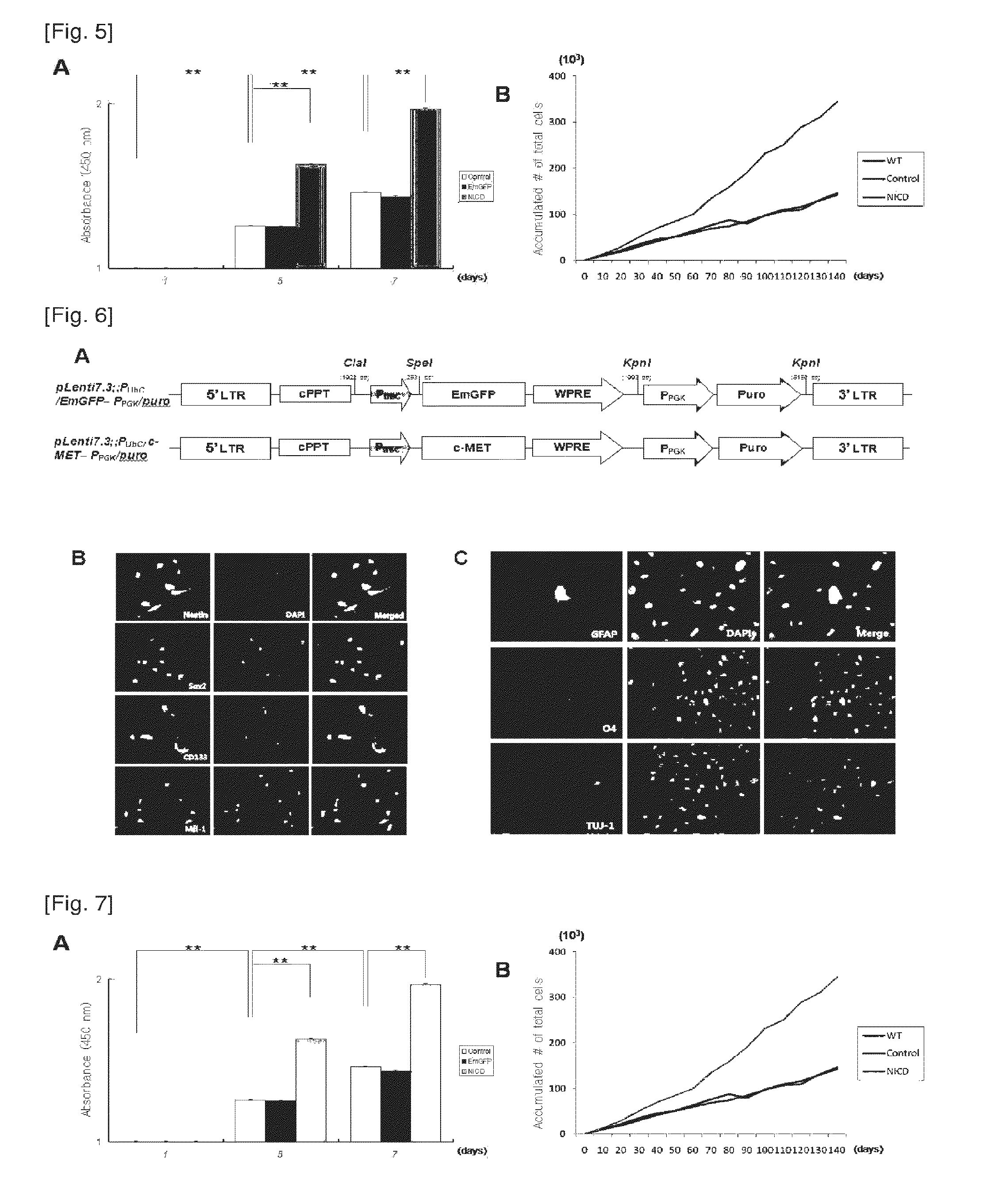 Method for proliferating stem cells by activating c-met/hgf signaling and notch signaling