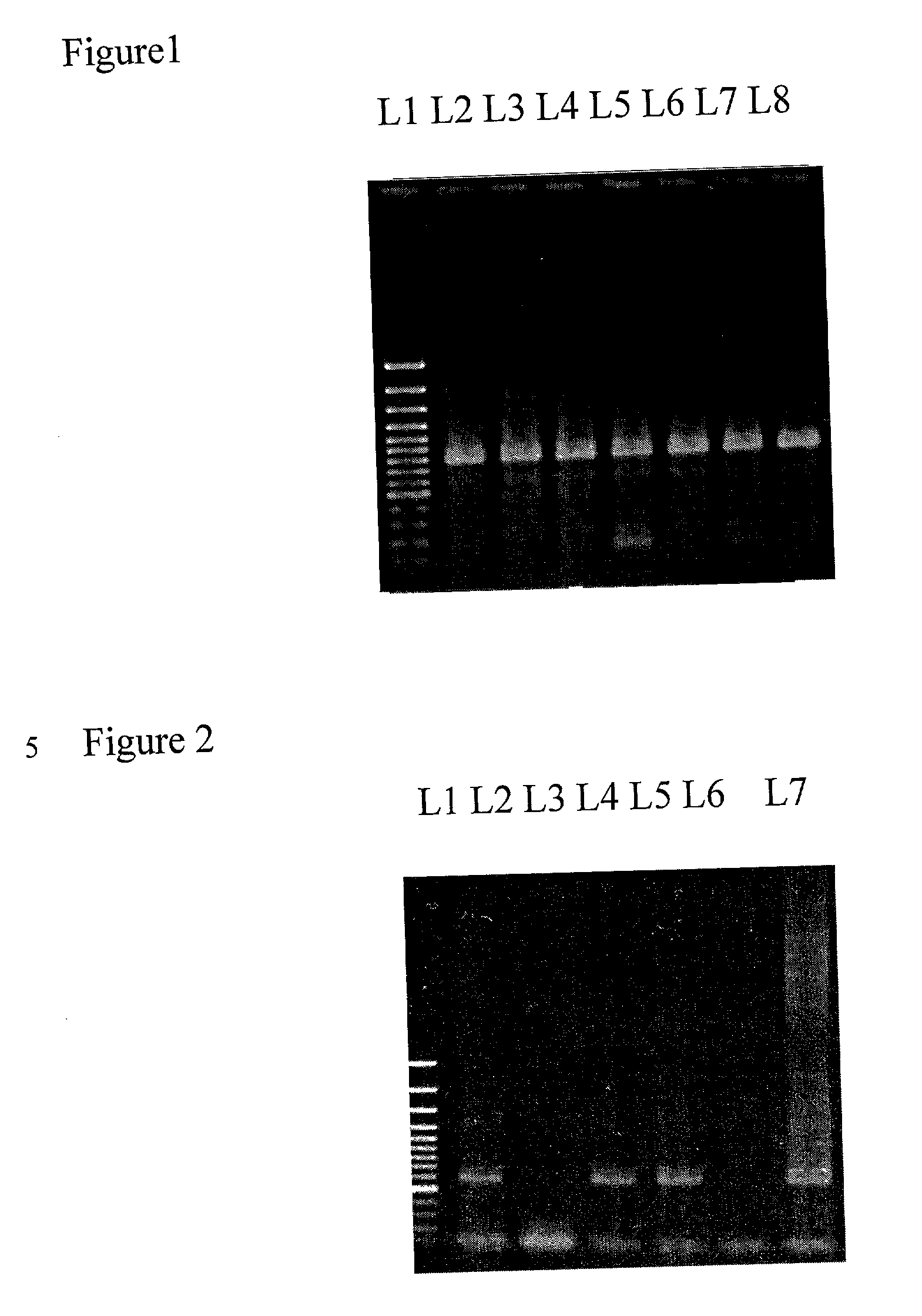 Method of utilizing ribonucleic acid as markers for product anti-counterfeit labeling and verification
