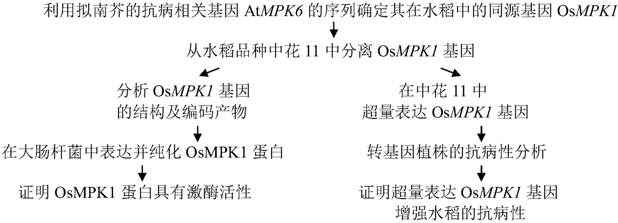 Applications of rice OsMPK1 gene in improvement of disease resistance of rice