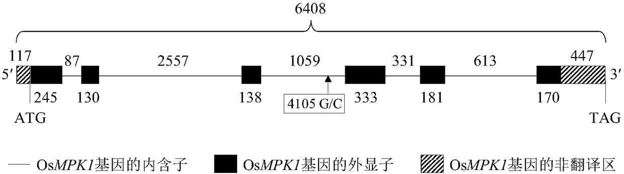 Applications of rice OsMPK1 gene in improvement of disease resistance of rice