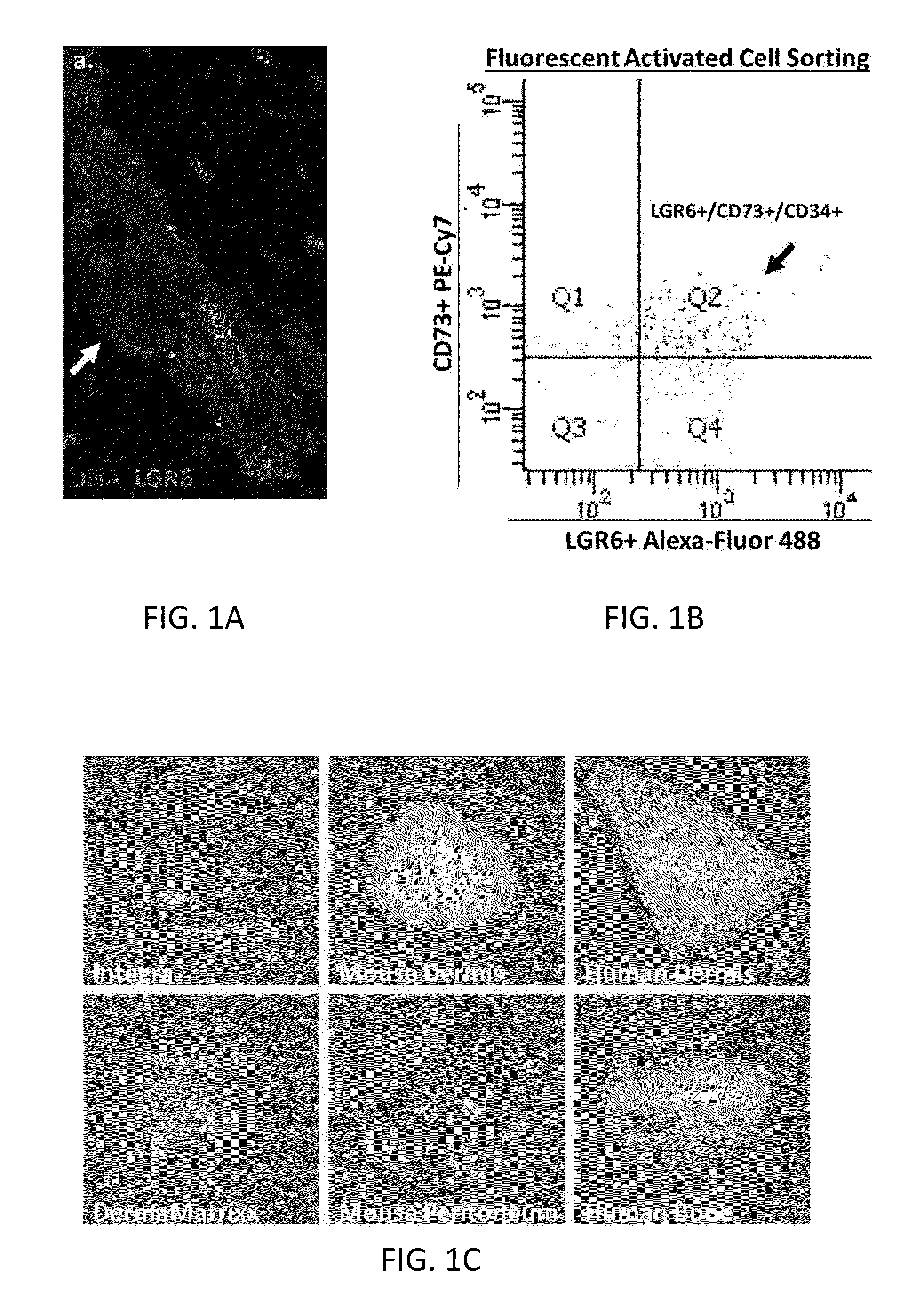 Methods for Development and Use of Minimally Polarized Function Cell Micro-Aggregate Units in Tissue Applications Using LGR4, LGR5 and LGR6 Expressing Epithelial Stem Cells